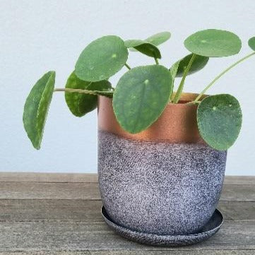 Pots and Plants