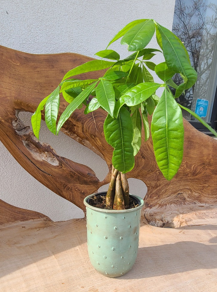 Money Tree in Munda Pot