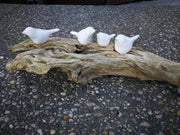 Four white birds on driftwood
