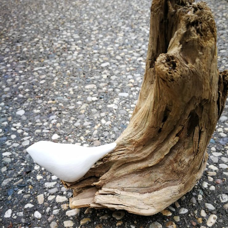 White Bird on Driftwood